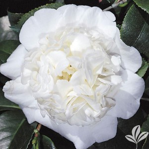 Fifth Avenue Camellia, Camellia japonica 'Fifth Avenue'